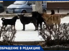 «Повсюду стаи бездомных собак», - волжанка