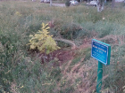 В Аллею позора превратился сквер с деверьями ценных пород в Волжском 