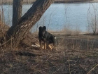 Собаку привязали к дереву и бросили умирать в Волжском: животное спасли волонтеры