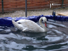 Для лебедя из зоодворика в Волжском обустроили бассейн с подогревом