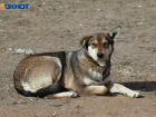 Администрация Волжского объяснилась за наличие щенков у стерилизованных собак с бирками