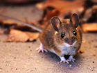 В России создают гуманизированных мышей для испытания вакцины против COVID-19