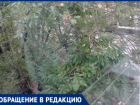 В Волжском ветки лезут на балкон, насекомые атакуют квартиру, а УК бездействует