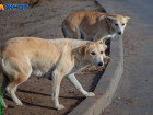 Собаки терроризируют волжан: 91% жители боятся уличных псов