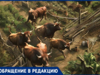 «Живем в страхе»: жители хутора жалуются на опасную ферму с быками