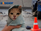 Котята прячутся под капотом машин во дворах Волжского: как не убить животное по незнанию