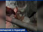 Полчища тараканов, канализационная вонь и блохи: УК запустила подъезд в Волжском