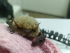 Летучая мышь живет в кровати волжанки: требуется помощь