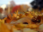 Волжские чиновники считают, что осенью листва должна гнить под ногами