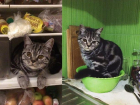 Холодильник и миску для еды облюбовал волжский кот Тимофей в качестве места для отдыха