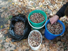 Время собирать желуди: более 1,5 тонн семян дуба посадят в питомнике под Волжским