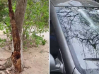 Дерево рухнуло на машину во дворе Волжского