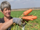В Волгоградской области ведется уборка овощных культур