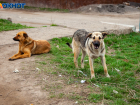 3482 человека пострадали от животных с начала года в Волгоградской области