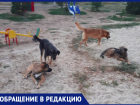 «Детям страшно играть во дворе из-за собак», - волжанка