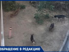 Многодетную семью затравили из-за бродячих собак в Волжском