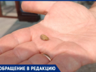 Булочка с начинкой из камней и полное равнодушие со стороны директора «Пятерочки» в Волжском