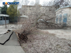 Дерево с корнем вырвало из асфальта у транспортной будки во дворе Волжского