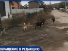 «Собачий террор» - под Волжским люди жалуются на стаи огромных собак