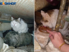 Породистый толстый кот прячется в подвале МКД Волжского