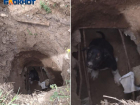 Две недели щенок умирает на дне 3-метровой ямы в Волжском
