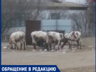Банда бродячих коров разрушает село в Волгоградской области: жители устали бороться