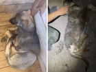 Собаку с оторванной лапой привезли в приют: грустную историю рассказали жителям Волжского