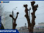 На центральной улице Волжского вандалы обрезали деревья: фоторепортаж