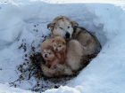 Своры бродячих собак стали настоящей проблемой для жителей и властей Волжского