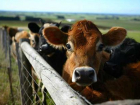 В регионе зафиксирована вспышка опасного инфекционного заболевания для скота