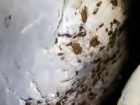 Полчища тараканов заполнили многоквартирный дом в Волжском: видео