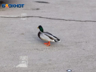 Голодные утки попрошайничают в Волжском у гипермаркета. Видео   