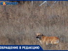 «Месть за бродячих собак»: домашних животных травят в поселке под Волжским