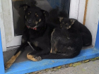 В Волжском ищут пристанище для собаки с щенком, брошенными работниками базы