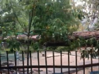 «Детей могло убить»: большое дерево рухнуло на детсад в Волжском - ВИДЕО