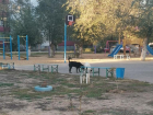 Бездомные собаки спят на веранде детского сада в Волжском