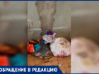 Пожары, ножи и страх: волжане в ужасе от «неугомонных» квартирантов