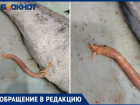 Рыбу с червями продали в гипермаркете в Волжском: фото