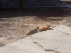 Волжанин пожаловался на стаю щенков, проживающих возле школы № 24