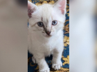 Голубоглазый котенок ищет семью в Волжском