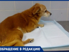 В Волжском мужчина бросил сбитую им же собаку на произвол судьбы: нужна помощь