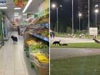 В Волжском появились новые покупатели: в центральном магазине города разгуливают собаки 