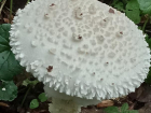 В Волго-Ахтубинской пойме нашли редкие грибы