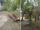 «Приходится перепрыгивать»: дерево упало на пешеходную дорожку в одном из дворов Волжского.