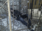 В Волгограде в новогоднюю ночь шпиц спас от верной гибели студента