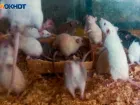 В Волгоградской области растет число обращений из-за укусов животных