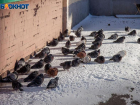 Экологи призывают волжан помочь пернатым пережить морозы