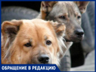 "На О. Зеленом бегает стая собак, за детей страшно",- волжанка