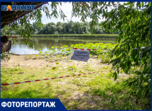 Как в Волжском выращивали краснокнижные лотосы и где их найти 