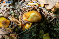 Волжане начали поиски грибов: как не отравиться 